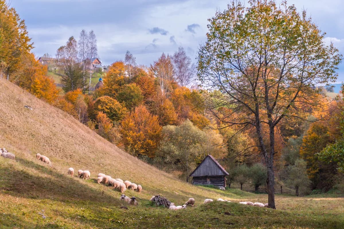BookNoFees Beispielbild: Schafe auf einer Wiese zwischen herbstlichen Bäumen