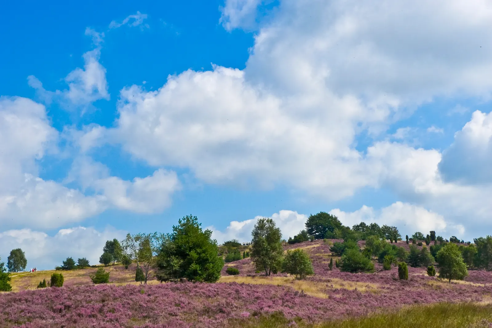 BookNoFees-Reiseführer Niedersachsen, Deutschland: Heidelandschaft am Wilseder Berg in der Lüneburger Heide.