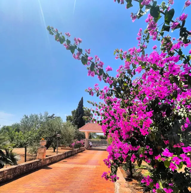 BookNoFees: Oasi tranquilla tra ulivi con patio privato – Castellana Grotte